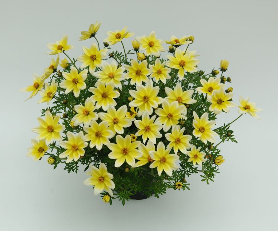<i>Bidens</i> 'Electric White XXL'